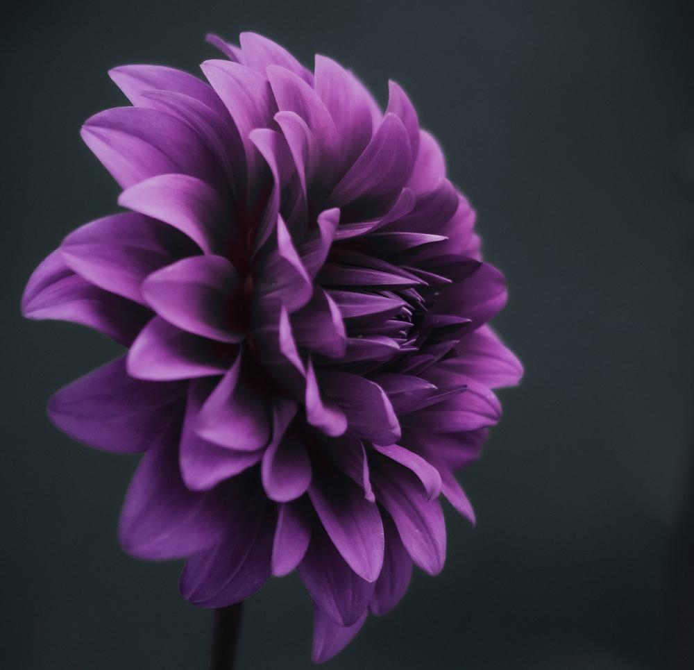 fleur mauve